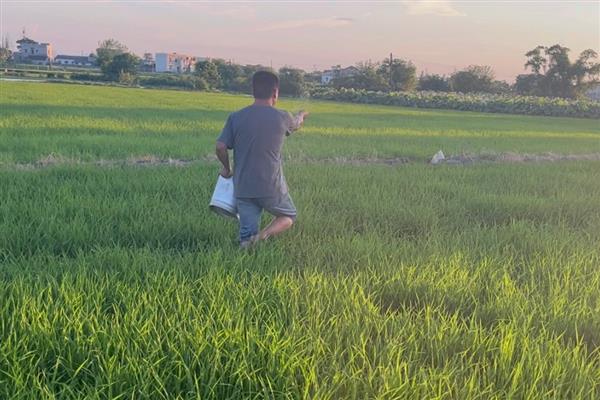 水稻施穗肥的最佳时期,可用扒穗的方式来确定