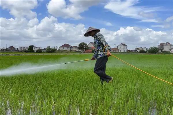 水稻施穗肥的最佳时期,可用扒穗的方式来确定