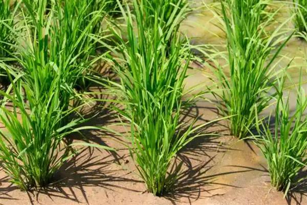 水稻施穗肥的最佳时期,可用扒穗的方式来确定