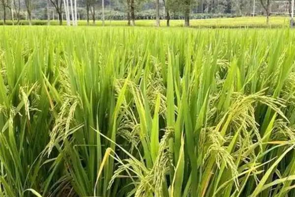 水稻施穗肥的最佳时期,可用扒穗的方式来确定
