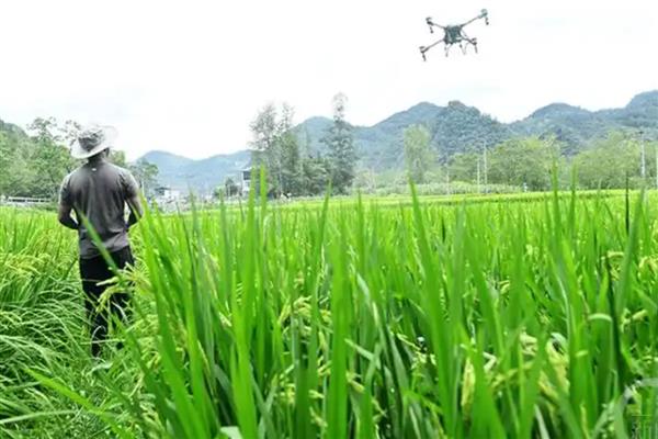 水稻施穗肥的最佳时期,可用扒穗的方式来确定