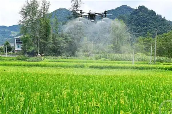 水稻施穗肥的最佳时期,可用扒穗的方式来确定