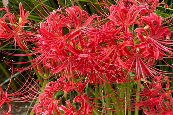 石蒜和彼岸花有什么区别,二者没有区别