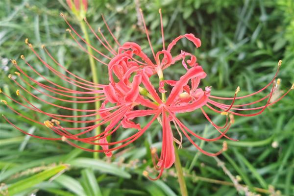 石蒜和彼岸花有什么区别,二者没有区别