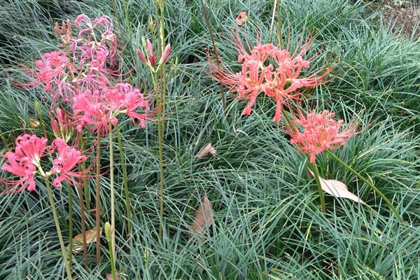 石蒜和彼岸花有什么区别,二者没有区别