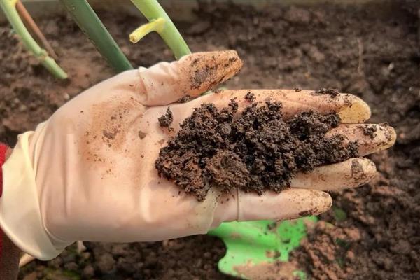 石蒜和彼岸花有什么区别,二者没有区别