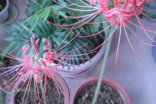 石蒜和彼岸花有什么区别,二者没有区别