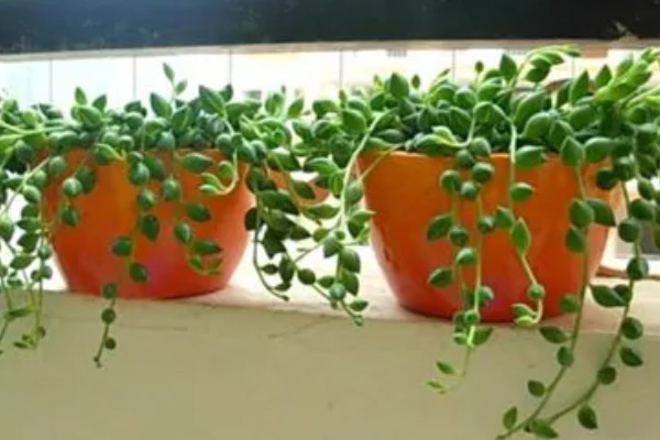 珍珠吊兰的养殖方法,适宜的生长温度在15-25度