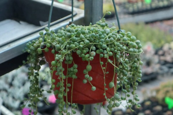 珍珠吊兰的养殖方法,适宜的生长温度在15-25度