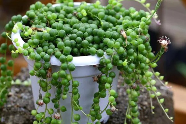珍珠吊兰的养殖方法,适宜的生长温度在15-25度