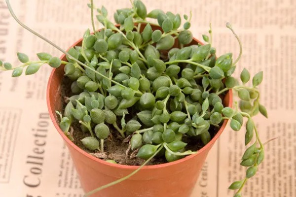 珍珠吊兰的养殖方法,适宜的生长温度在15-25度