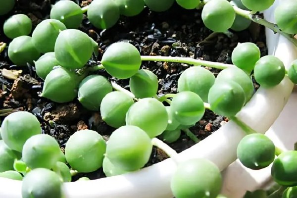 珍珠吊兰的养殖方法,适宜的生长温度在15-25度