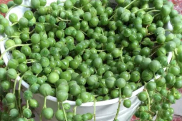 珍珠吊兰的养殖方法,适宜的生长温度在15-25度