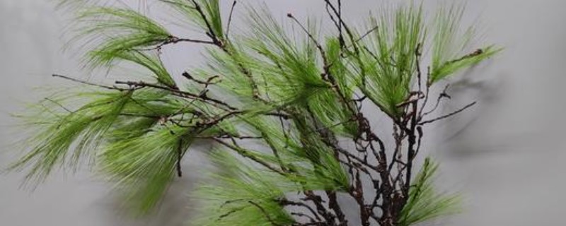 松树枝条可以插活吗，松树枝条能插活