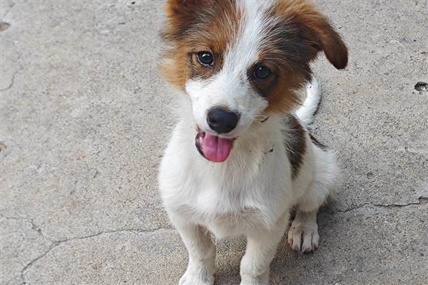 狗狗寄养事项,一定要补打相关疫苗