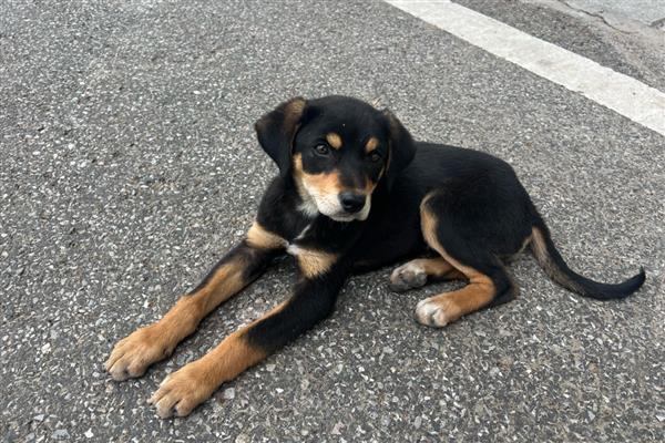 狗狗寄养事项,一定要补打相关疫苗