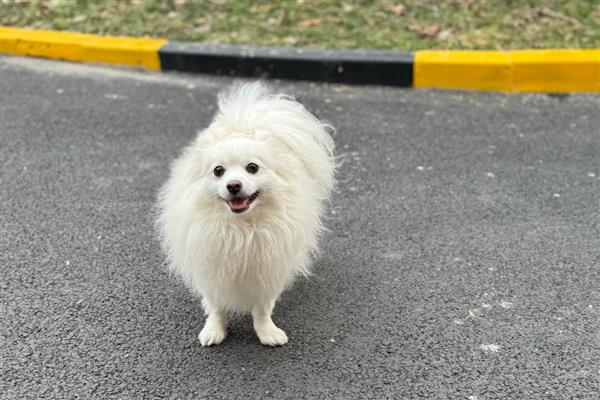 狗狗寄养事项,一定要补打相关疫苗
