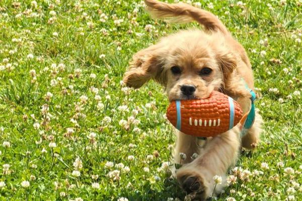 狗狗寄养事项,一定要补打相关疫苗