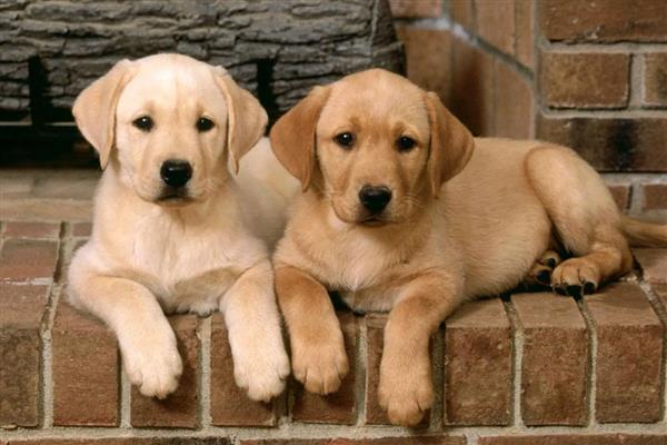 狗狗寄养事项,一定要补打相关疫苗