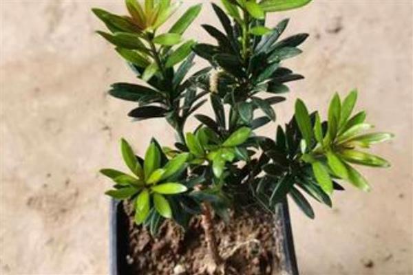 罗汉松如何繁殖，可扦插繁殖、播种繁殖、压条繁殖等。