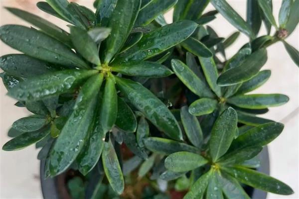 罗汉松如何繁殖，可扦插繁殖、播种繁殖、压条繁殖等。