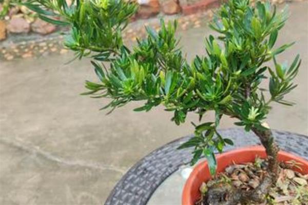 罗汉松如何繁殖，可扦插繁殖、播种繁殖、压条繁殖等。