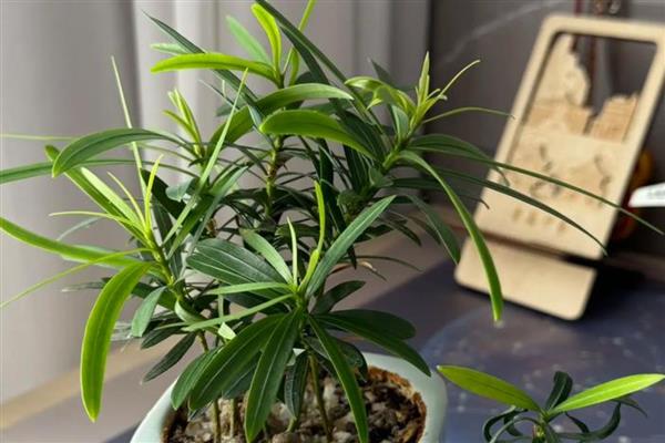 罗汉松如何繁殖，可扦插繁殖、播种繁殖、压条繁殖等。