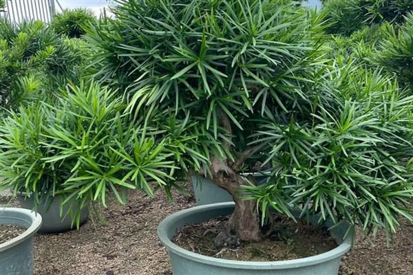 罗汉松如何繁殖，可扦插繁殖、播种繁殖、压条繁殖等。