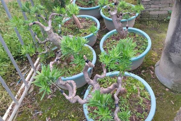 罗汉松如何繁殖，可扦插繁殖、播种繁殖、压条繁殖等。