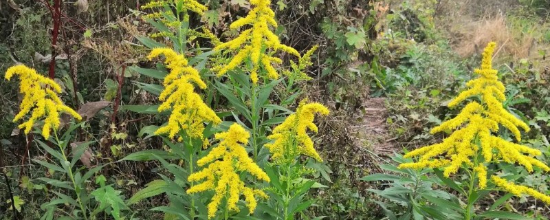 加拿大一枝黄花有什么花语，代表美好的开始、幸福美好等含义