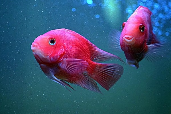 鹦鹉鱼跟什么鱼能繁殖，可选择紫红火口鱼、红魔鬼鱼等