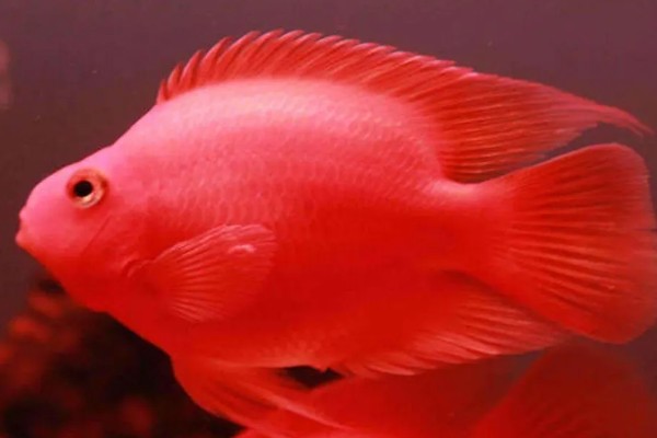 鹦鹉鱼跟什么鱼能繁殖，可选择紫红火口鱼、红魔鬼鱼等