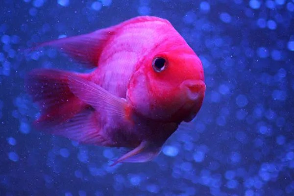 鹦鹉鱼跟什么鱼能繁殖，可选择紫红火口鱼、红魔鬼鱼等