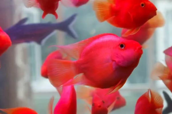 鹦鹉鱼跟什么鱼能繁殖，可选择紫红火口鱼、红魔鬼鱼等