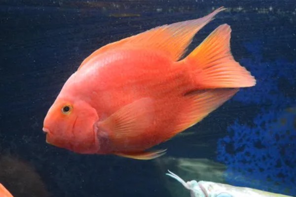 鹦鹉鱼跟什么鱼能繁殖，可选择紫红火口鱼、红魔鬼鱼等