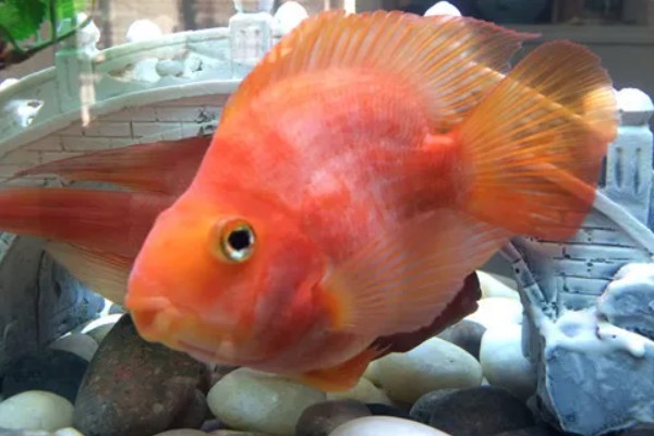 鹦鹉鱼跟什么鱼能繁殖，可选择紫红火口鱼、红魔鬼鱼等