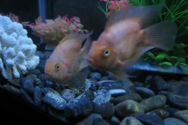 鹦鹉鱼跟什么鱼能繁殖，可选择紫红火口鱼、红魔鬼鱼等