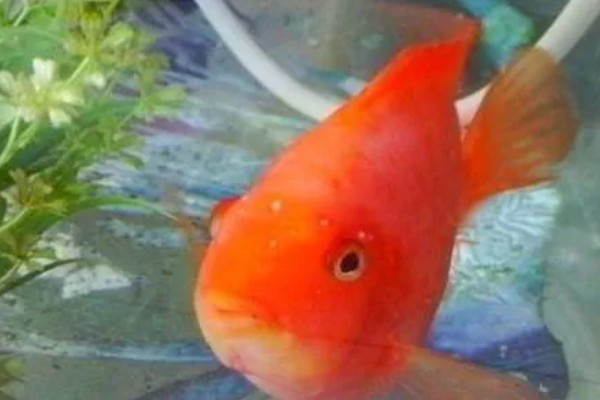 鹦鹉鱼跟什么鱼能繁殖，可选择紫红火口鱼、红魔鬼鱼等