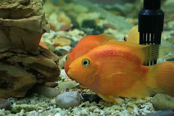 鹦鹉鱼跟什么鱼能繁殖，可选择紫红火口鱼、红魔鬼鱼等