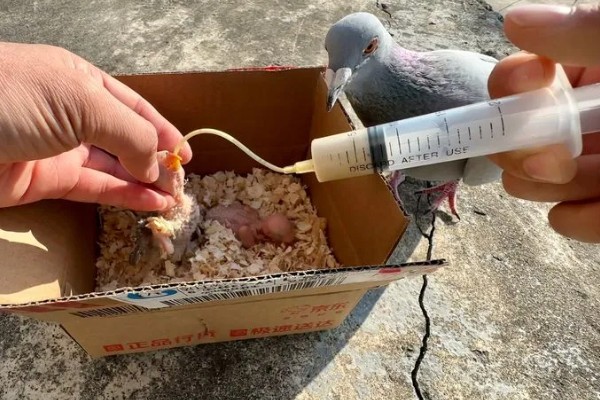 幼鸽能喂甲硝唑吗，感染毛滴虫病时可以喂