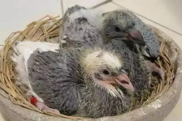 幼鸽能喂甲硝唑吗，感染毛滴虫病时可以喂