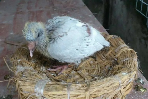 幼鸽能喂甲硝唑吗，感染毛滴虫病时可以喂