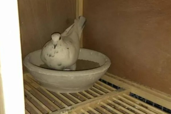 幼鸽能喂甲硝唑吗，感染毛滴虫病时可以喂