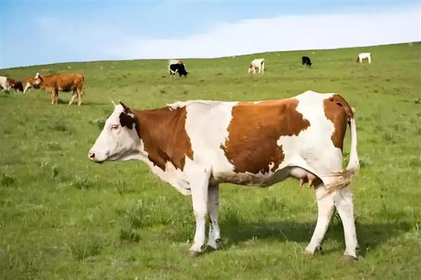 牛为什么不能吃苜蓿，会容易引起瘤胃臌气