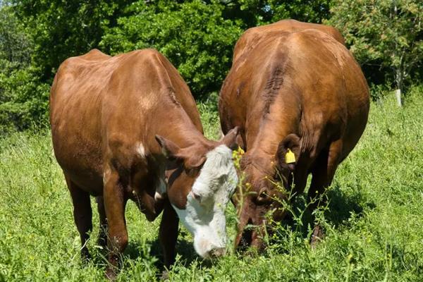 牛为什么不能吃苜蓿，会容易引起瘤胃臌气