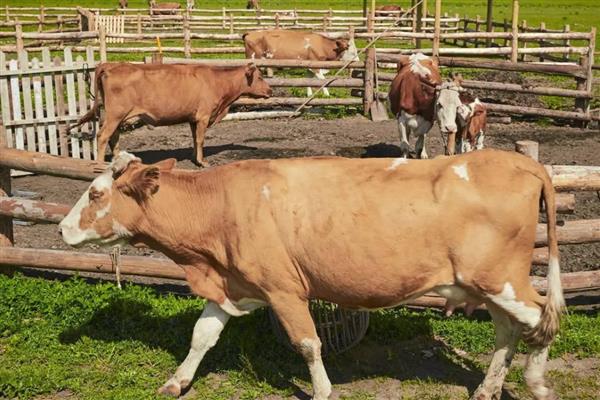 牛为什么不能吃苜蓿，会容易引起瘤胃臌气