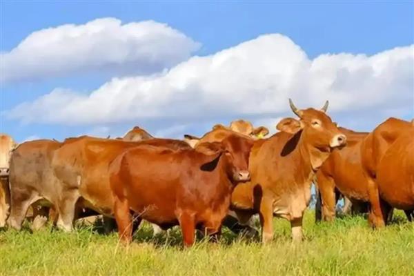 牛为什么不能吃苜蓿，会容易引起瘤胃臌气