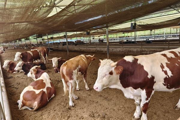 牛为什么不能吃苜蓿，会容易引起瘤胃臌气