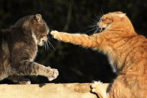 猫会攻击睡着的人吗，猫咪一般不会攻击睡着的人