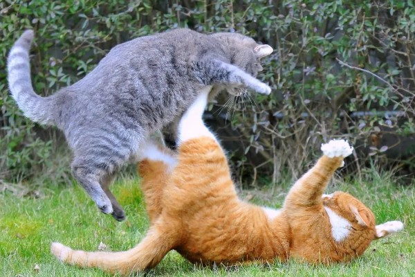 猫会攻击睡着的人吗，猫咪一般不会攻击睡着的人